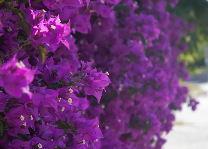 Akalia Resort Hotel & Spa 4*